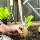 EcoGrow Hydro Starter Cubes